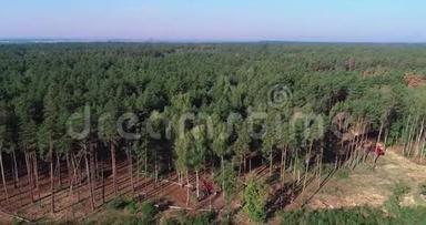 砍伐老松林、砍伐鸟瞰、工业规模的砍伐森林、砍伐森林和